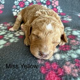 Miss Yellow - Apricot female Goldendoodle puppy in Lowville, New York from Valley View Doodles