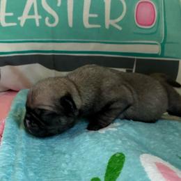 Velma - Fawn female Pug puppy in Hanover, Virginia from Pure Pugs