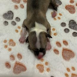 Girl 1 - Sable female Italian Greyhound puppy in New Port Richey, Florida from The Noodle Nest