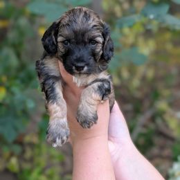 Snack Wrap - Black and tan female Cavapoo puppy in Coshocton, Ohio from Forever Family Puppies