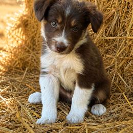 Glory - White and red female Border Collie puppy in Lakeport, California from Akins Aussies/Wild Rose Ranch