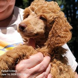 Ginger Snap (pink collar) - Red  female Poodle puppy in Santa Cruz, California from Furball Forest Poodles