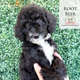 Root Beer - Black tri-color female Aussiedoodle puppy in Corydon, Indiana from Ridgeline Doodles