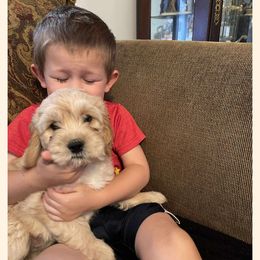 Cavapoo All Grown Up from Carolina Canines