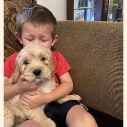 Cavapoo All Grown Up from Carolina Canines