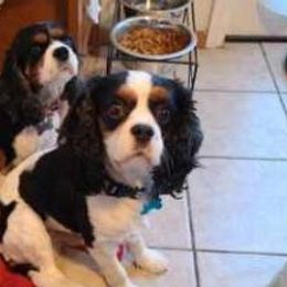 Cavalier King Charles Spaniels from Mina's Spaniel