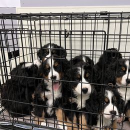 Bernese Mountain Dog Puppies from Blue Ridge Bernese