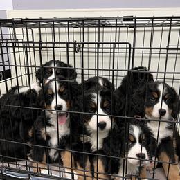 Bernese Mountain Dog Puppies from Blue Ridge Bernese