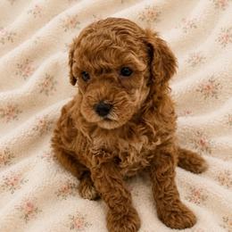 Ellie - Red  female Goldendoodle puppy in Sacramento, California from Little legacy doodles