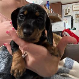 Black n tan girl - Black and tan female Dachshund puppy in Lubbock, Texas from It’s a Hot Mess