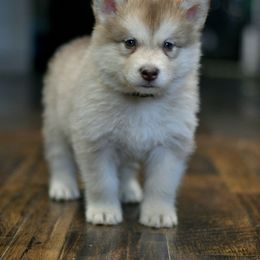 Leo - Red and white male Alaskan Malamute puppy in Kingston, Tennessee from North Shore Alaskan Malamutes