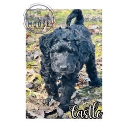 Castle - Black female Bernedoodle puppy in Belleville, Michigan from Moose Tracks Bernedoodles