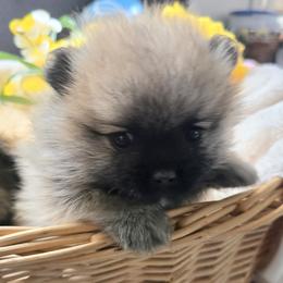 Pomsky Puppies from Amazing High Desert Pomskys