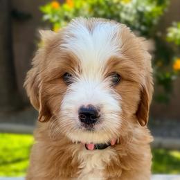 Strawberry - Red female Bernedoodle puppy in Gilbert, Arizona from 5280 Bernedoodles