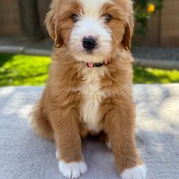 Strawberry - Red female Bernedoodle puppy in Gilbert, Arizona from 5280 Bernedoodles