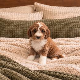 Charlotte - Red  female Goldendoodle puppy in Floyd, Virginia from Hearts and Paws Poodles and Doodles