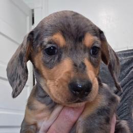 Green collar black and tan dapple boy - Dapple male Dachshund puppy in Caldwell, Idaho from Dozendachs