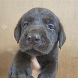 7th Available - Chocolate male Labrador Retriever puppy in Eugene, Oregon from Humphrey Retrievers
