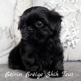 Shih Tzu Puppies from Beirin Breige Shih Tzus