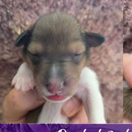 Opal - Sable and white female Collie puppy in Oregon City, Oregon from Laurelee Collies