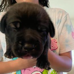 Cirilla - Black brindle female Cane Corso puppy in San Isidro, Texas from MTZCC Ranch, LLC
