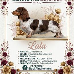 Lala - Dachshund