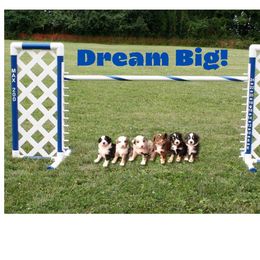 Miniature American Shepherd and Miniature Australian Shepherd Puppies from Rusty Rose Mini Aussies and Mini American Shepherds