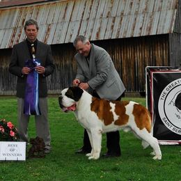 Saint Bernards from Cornerstone Saint Bernard's