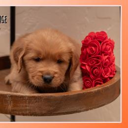Freddy - Dark golden male Golden Retriever puppy in Driggs, Idaho from SK Golden Retrievers