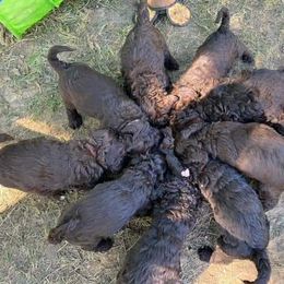 Australian Labradoodle Puppies from Llewellyn's Grove Labradoodles