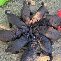 Australian Labradoodle Puppies from Llewellyn's Grove Labradoodles