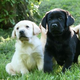 Labrador Retriever Puppies from Hidden Pond Kennel