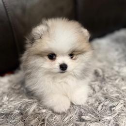 MARCO AKC - Cream sable parti male Pomeranian puppy in Pavilion, New York from Calverton Pomeranians