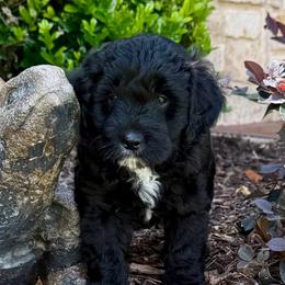 Blaze- Price 1800. - Black and white male Aussiedoodle puppy in Midlothian, Texas from Gray Doodles