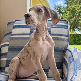 Mars - Silver female Great Dane puppy in Florida from Beachside Kennels