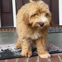 Grey Boy - Caramel cream male Australian Labradoodle puppy in West Union, South Carolina from Golden Corner Labradoodles, LLC