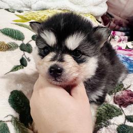 Girl 1 - Black and white female Pomsky puppy in Bolton, Connecticut from Elle Pomsky