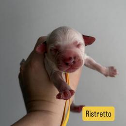 Ristretto - LUA long coat - White and black male Dalmatian puppy in Davenport, Florida from Sunny Jewels Dalmatians