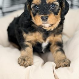 Daisy Yellow Collar - Tri-color female Cavapoo puppy in Georgetown, Texas from Mc Doodles of Texas LLC
