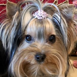 Samara - Yorkshire Terrier