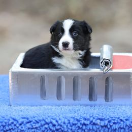 Wahoo - Black Border Collie puppy in South Carolina from Blackbird Kennels