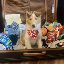 Hopper - Sable merle and white male Collie puppy in Chilhowie, Virginia from Jolly Collies