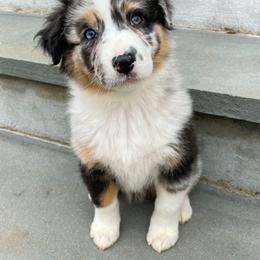 Australian Shepherd Puppies from Highland Haven Australian Shepherds