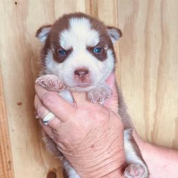 Azura - Red and white female Siberian Husky puppy in Thomasville, Georgia from Southern Blues Siberian Huskies
