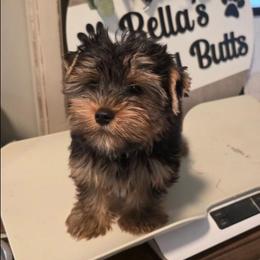 Hero - Black and gold male Yorkshire Terrier puppy in Clermont, Florida from Bella's Prissy Butts