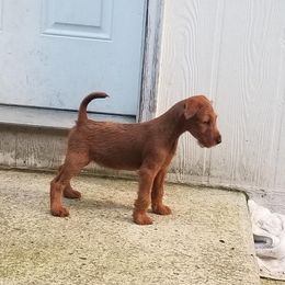 Irish Terrier Puppies from Geordan Irish Terriers