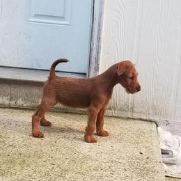 Irish Terrier Puppies from Geordan Irish Terriers