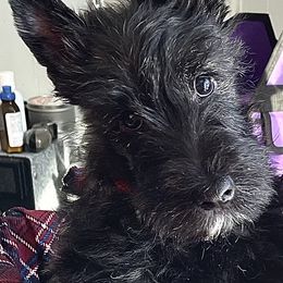 Scottish Terriers from Kingsdale Scottish Terriers