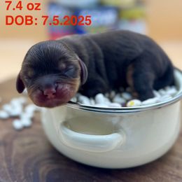 Boy 3 - Chocolate male Cavalier King Charles Spaniel puppy in Bainbridge, New York from M & M Cavaliers