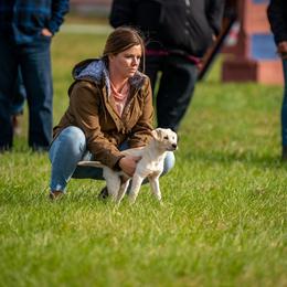Labrador Retriever Puppies from Wheatland Retrievers